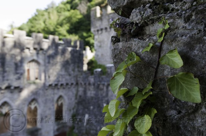 Ivy